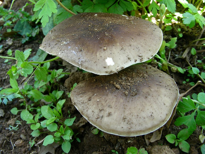 980 Marzo vecchio ritrovamento